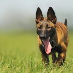 Animal Owner Liability - personal injury