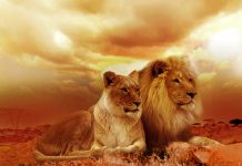 African Lion Safari