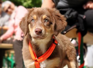 $360 Fine for off-leashed dogs $360 Fine for off-leashed dogs