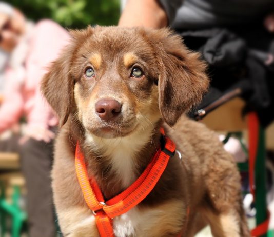 $360 Fine for off-leashed dogs