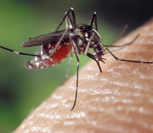 Chikungunya