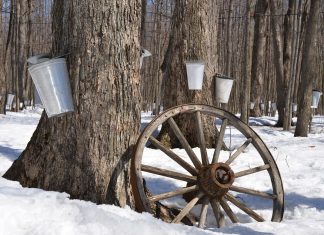 Taste Ontario's Sweetest Season