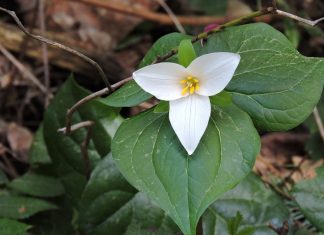 Ontario Trillium Foundation Grants