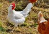 Major food chains committed to 100% cage-free eggs
