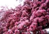 Cherry Blossom in Ontario