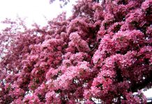 Cherry Blossom in Ontario