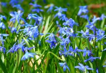 Ontario Blooms