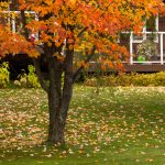 How to Prepare Your Trees for Winter How to Prepare Your Trees for Winter