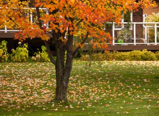 How to Prepare Your Trees for Winter