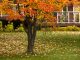 How to Prepare Your Trees for Winter