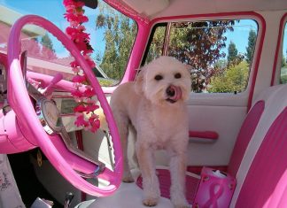Safety Aspects of Car Seatbelts for Dogs