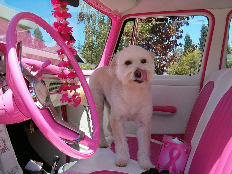 Safety Aspects of Car Seatbelts for Dogs