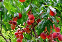 Enjoy Ontario Fruit Season Enjoy Ontario Fruit Season