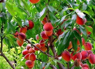 Enjoy Ontario Fruit Season