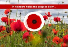 Red Poppy an Eternal Symbol Red Poppy an Eternal Symbol