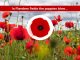 Red Poppy an Eternal Symbol