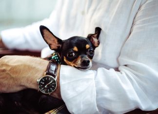 Indispensable health tips pet lovers must consider Indispensable health tips pet lovers must consider