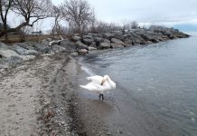 Swans in Lake Ontario in January Swans in Lake Ontario in January