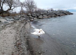 Swans in Lake Ontario in January Swans in Lake Ontario in January