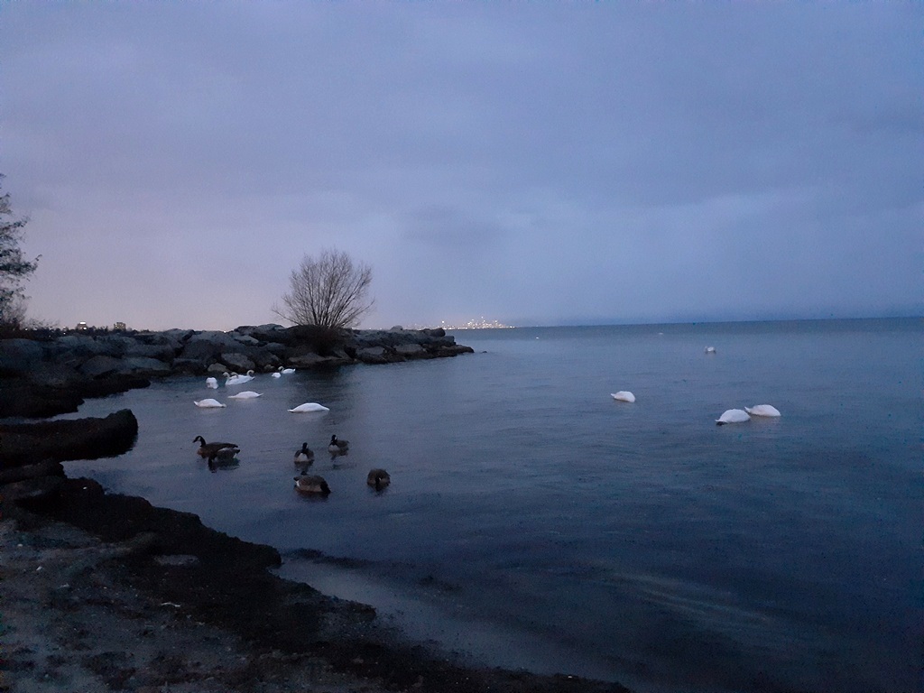 Swans in Lake Ontario in January