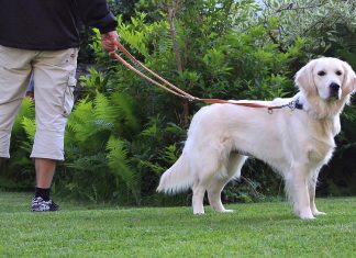 Hit the road Jack: take your dog for a long nature walk