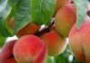 Hidden Health Benefits of Dried Peaches