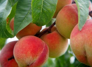 Hidden Health Benefits of Dried Peaches