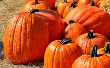Why 2 Tablespoons of Pumpkin Seeds Daily Is a Must for Everyone?