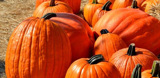 Why 2 Tablespoons of Pumpkin Seeds Daily Is a Must for Everyone?
