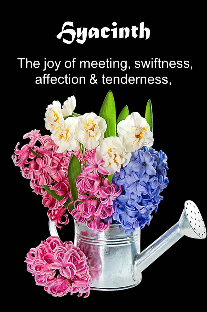 Symbolic language of flowers for romantic messages