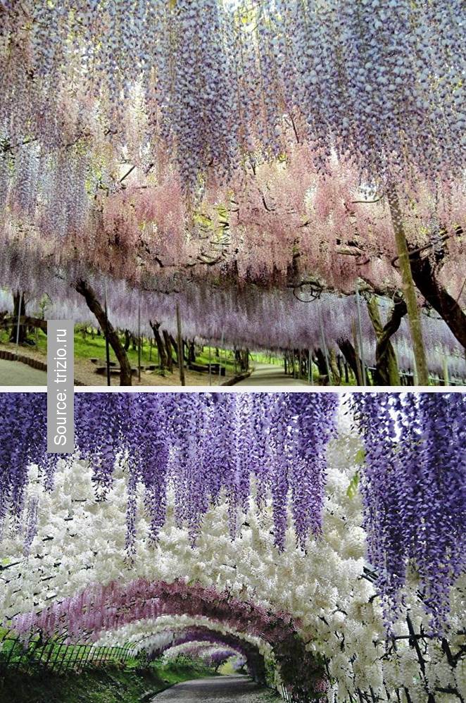 Surreal wisteria flower 