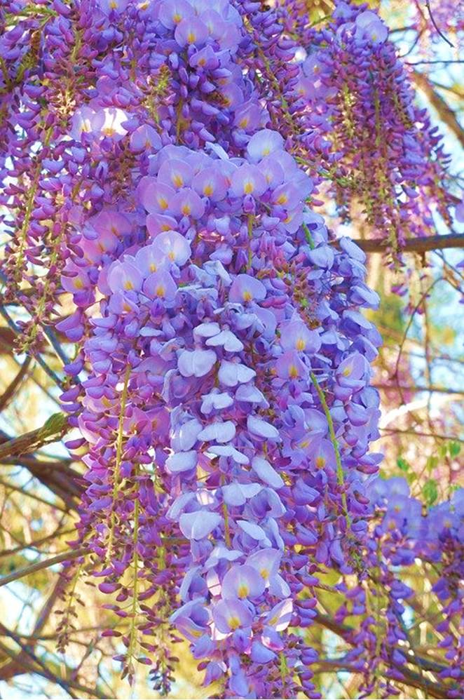 Surreal wisteria flower 