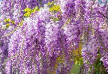 Surreal wisteria flower Surreal wisteria flower