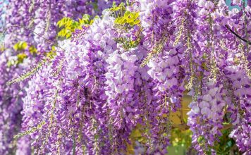 Surreal wisteria flower