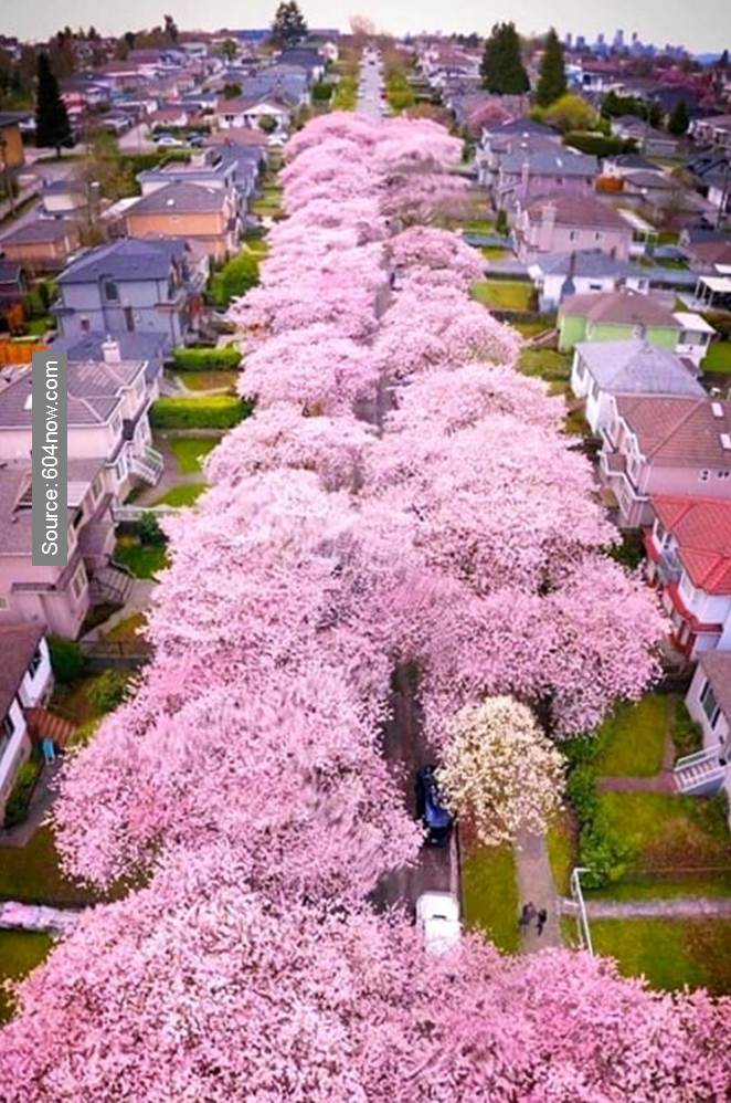 10 World’s Most Stunning Flowering Tree Displays