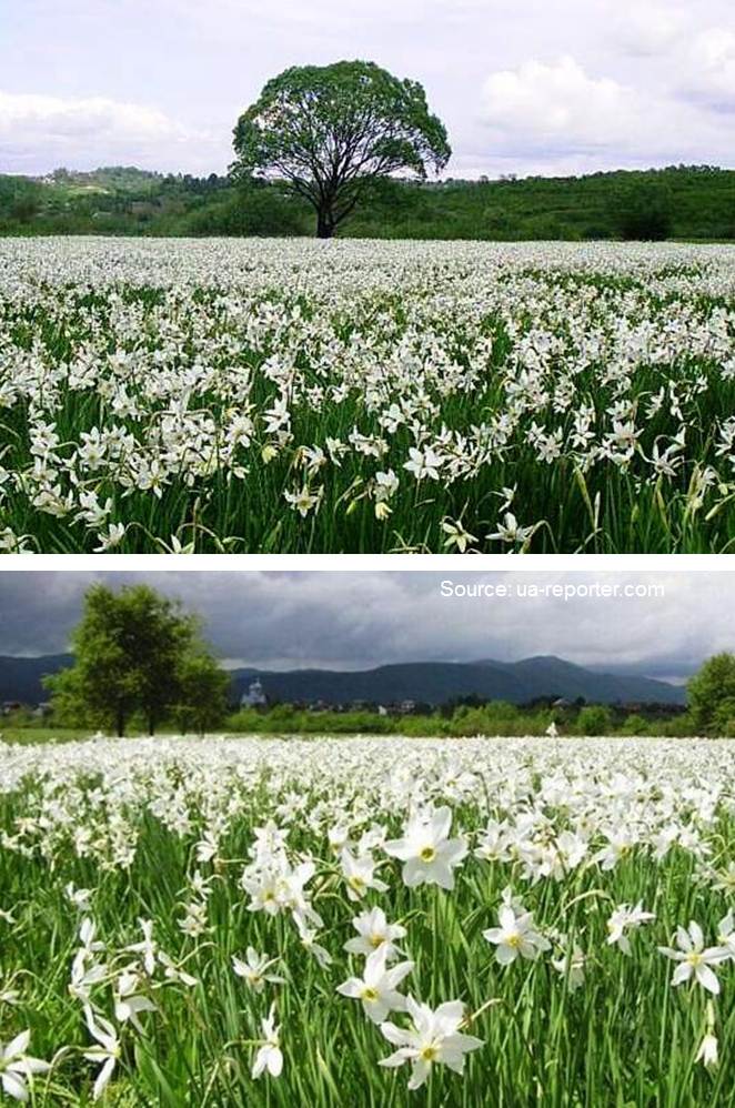 12 World’s Amazing Wildflower Super Blooms 