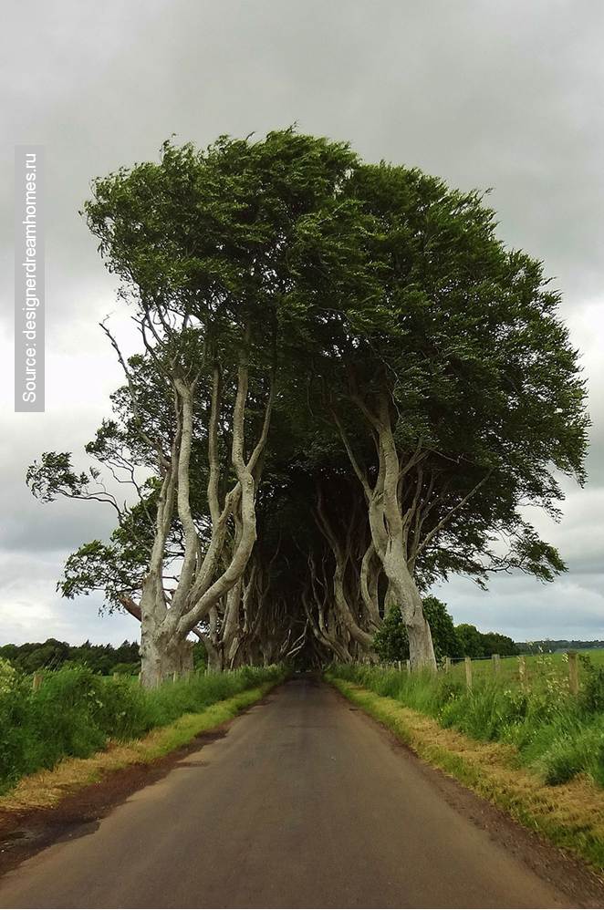 11 The Most Unusual Tree Alleys in the World