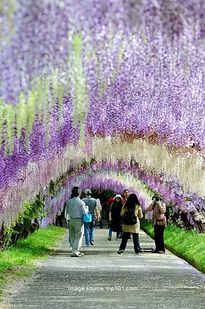 10 World’s Most Stunning Flowering Tree Displays 