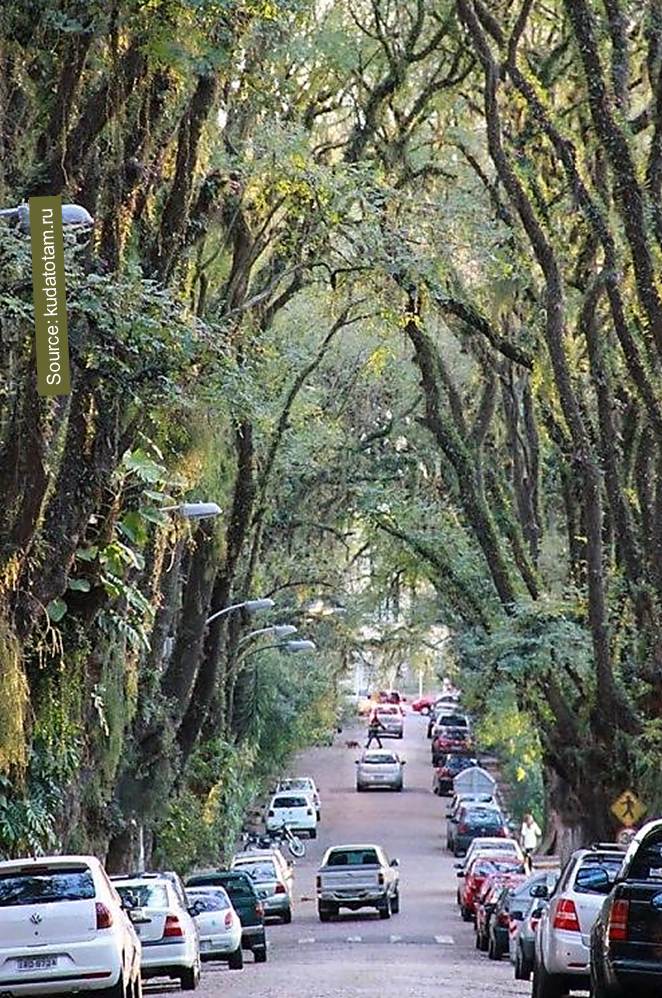 11 The Most Unusual Tree Alleys in the World