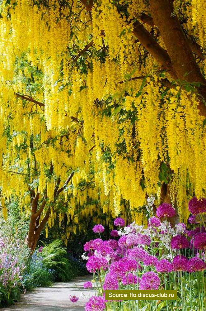 10 World’s Most Stunning Flowering Tree Displays 