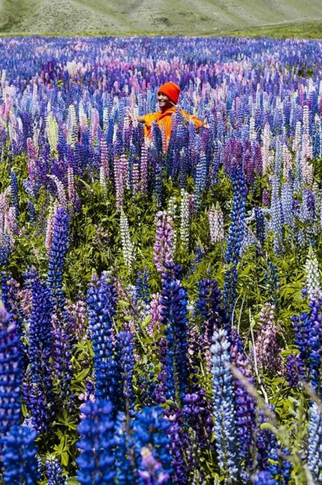 12 World’s Amazing Wildflower Super Blooms 