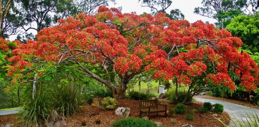 10 World’s Most Stunning Flowering Tree Displays