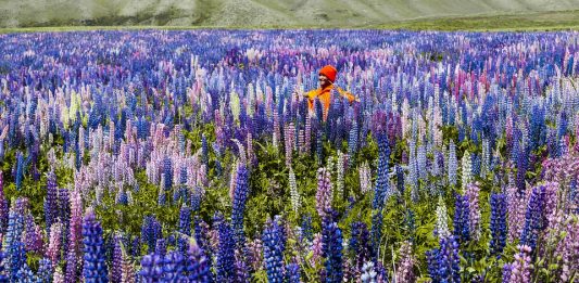 12 World’s Amazing Wildflower Super Blooms