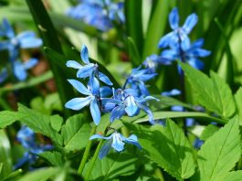 Scilla in Toronto