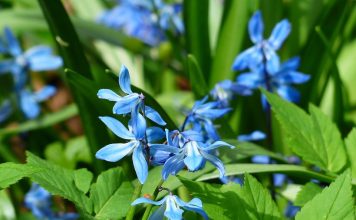 Scilla in Toronto