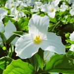 11 Surprising Facts about Trillium 11 Surprising Facts about Trillium