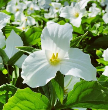 11 Surprising Facts about Trillium 11 Surprising Facts about Trillium