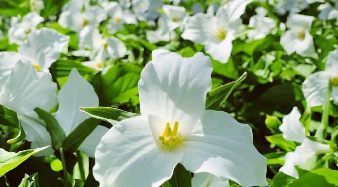 11 Surprising Facts about Trillium