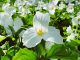 11 Surprising Facts about Trillium