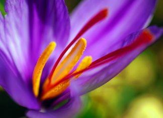 10 Surprising facts about saffron
